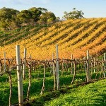 800x300-adelaide-australia-barossa-valley