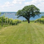 ventosa-vinyard-tree-geneva-grapevines-800x300-1437586311