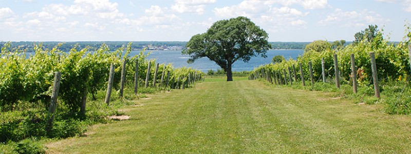 ventosa-vinyard-tree-geneva-grapevines-800x300-1437586311