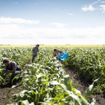 Farmers harvesting corn in crop on sunny farm