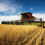 harvesting-wheat