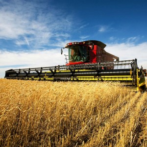 harvesting-wheat